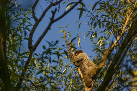 A common woolly monkey, brown woolly monkey, or Humboldt's woolly monkey (3) (Lagothrix