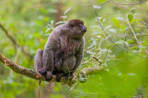 A common woolly monkey, brown woolly monkey, or Humboldt's woolly monkey (3) (Lagothrix