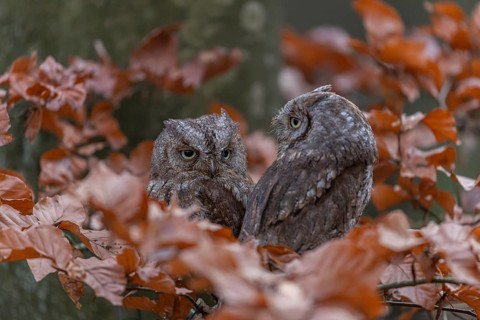 Two Eurasian scops owls (Otus scops)sitting on a twig of a beech tree, embedded in brown leafs