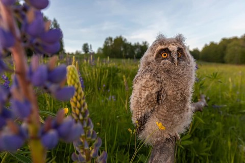 One young long-eared owl (Asio otus), sitting on a branch that is lying in a field of flowering