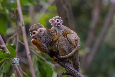 One female Central American squirrel monkey, Saimiri oerstedii, carrying her baby. Green vegetation