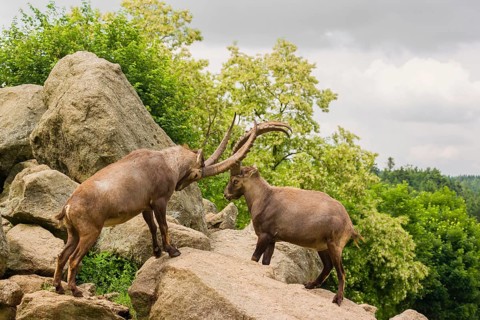 Two male ibex (Capra ibex) are standing on a rock and playfully fighting. A green forest can be