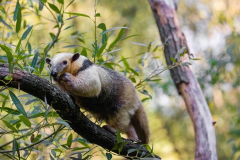 One southern tamandua (Tamandua tetradactyla), climbs up a tree in a forest