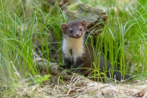 One beech marten (Martes foina), playing on the forest floor between green vegetation