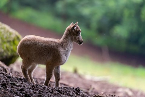 A young Himalayan tahr (Hemitragus jemlahicus) stands on a forest edge. In the background is a