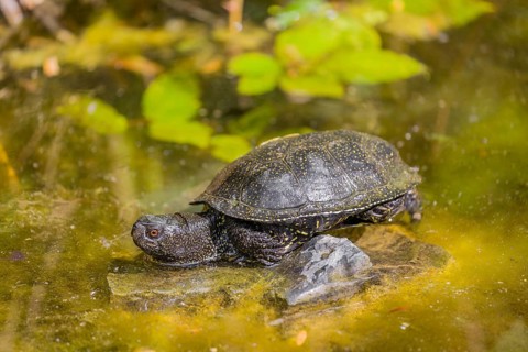 A European pond turtle (Emys orbicularis), rests on a stone lying in a pond