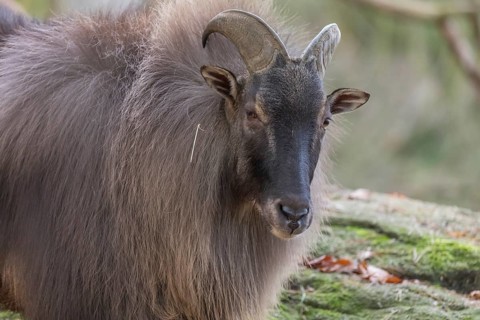 One male Himalayan Tahr (Hemitragus jemlahicus) standing in a forest. Green and yellow forest in