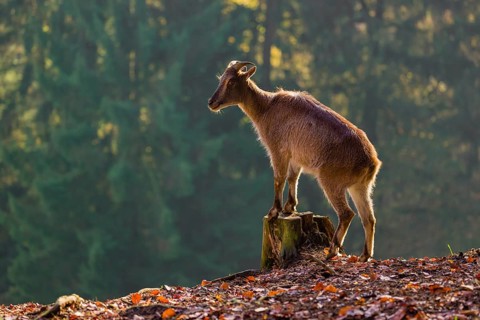 A female Himalayan tahr (Hemitragus jemlahicus) stands backlit on a tree stump at a forest edge. In