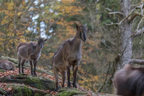 One female Himalayan Tahr (Hemitragus jemlahicus) standing in a forest. Green and yellow forest in