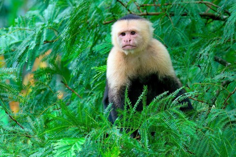 Panamanian white-faced capuchin (Cebus imitator) in a tree, Costa Rica, Central America
