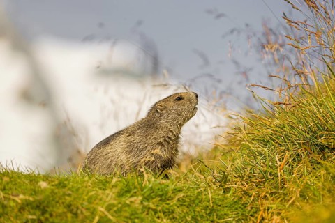 A young Alpine Marmot, Marmota marmota, rests on a grassy rim. Snow covered mountains are in the