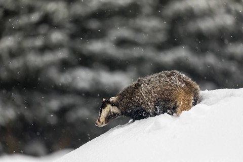 One young European badger (Meles meles) walking through deep snow during snow fall