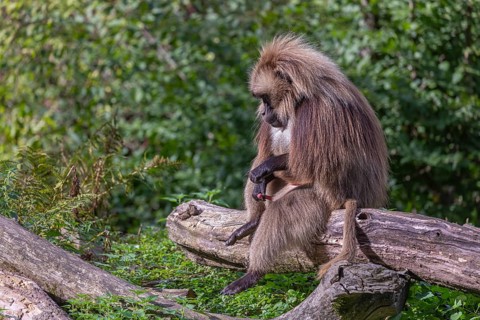 Portrait of an adult male Gelada (Theropithecus gelada), or bleeding-heart monkey, resting on a log