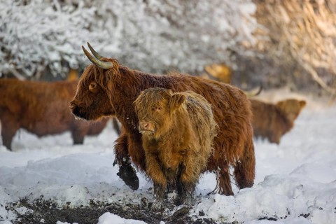 A highland calf (Bos primigenius taurus) and a cow standing in a snow-covered pasture