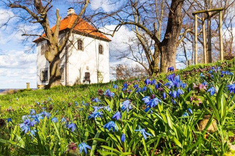 Blue stars (Scilla) in bloom at the Totenhäusel, vantage point above the Elbe valley near Meißen,