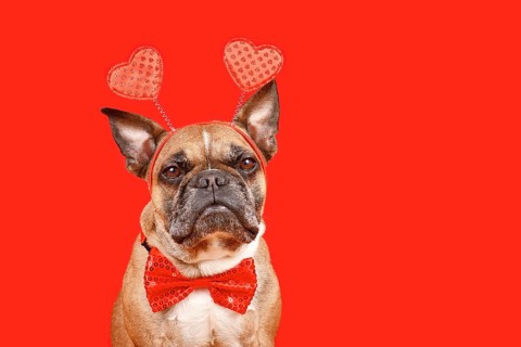 Cute French Bulldog dog wearing Valentine's Day headband with hearts and bow tie on red background