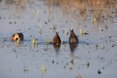 Eurasian Teal (Anas crecca), three ducks feeding on a lake, Texel, Holland