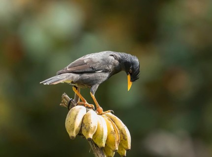 Long-crested myna (Acridotheres javanicus), Phetchaburi, Kaeng Krachan National Park, Thailand,