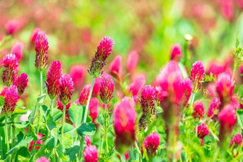 Incarnate clover (Trifolium incarnatum) in flower, Saxony, Germany, Europe