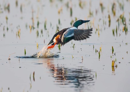 Northern Shoveler (Anas clypeata), male duck taking off in flight from lake, in display flight,