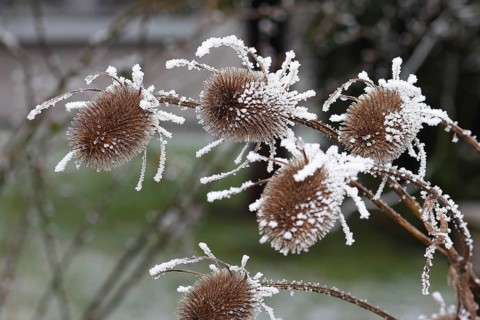 Wild teasel (Dipsacus fullonum), dried inflorescences with hoarfrost, North Rhine-Westphalia,