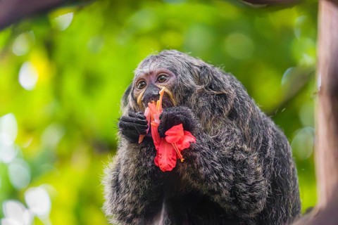 A female white-faced saki (Pithecia pithecia) sits in a Rose of Venezuela (Brownea grandiceps)