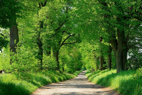 Field path through Linden-Allee, Uckermark, Brandenburg, Germany, Europe