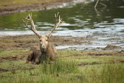 David's deer (Elaphurus davidianus) resting on the shore of a lake, Southern Sweden, Sweden,