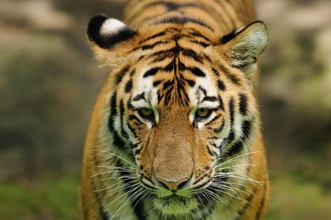A focussed close-up of a tiger looking with intense eyes, Siberian tiger (Panthera tigris altaica),