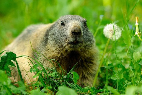 Marmot on a flowering meadow next to a dandelion in a quiet environment, Alpine marmot (Marmota