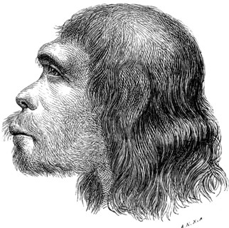 Profile of the head of a Neanderthal, Neanderthal (Homo neanderthalensis), limestone gorge east of