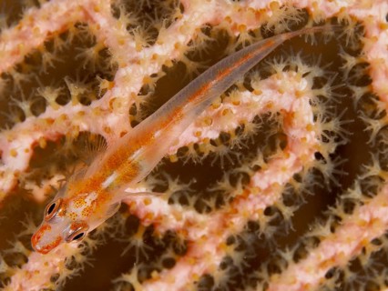 A small transparent fish, Mozambique ghost goby (Pleurosicya mossambica), on orange-coloured