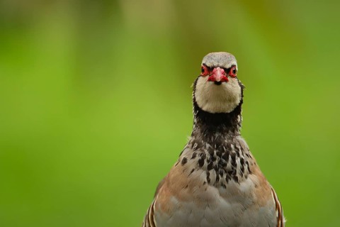 Red legged or French partridge (Alectoris rufa) adult bird head portrait, England, United Kingdom,