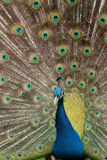 Indian peafowl or Peacock (Pavo cristatus) adult male bird displaying showing its tail feathers,