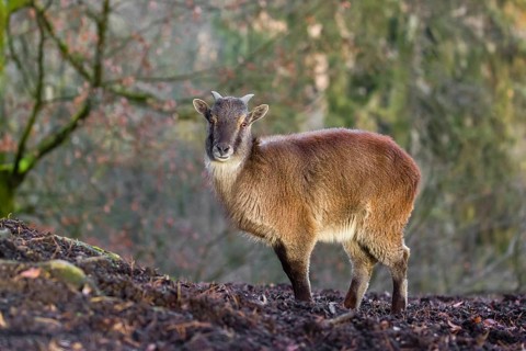 A female Himalayan Tahr (Hemitragus jemlahicus) stands on a forest edge. In the background is a
