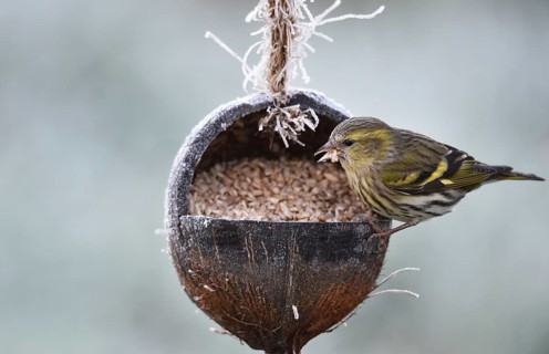 Pine siskin (Spinus pinus) eats sunflower seeds from a coconut in frosty weather