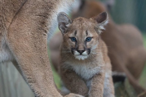 One cougar kitten, Puma concolor, resting on a log close to her mother