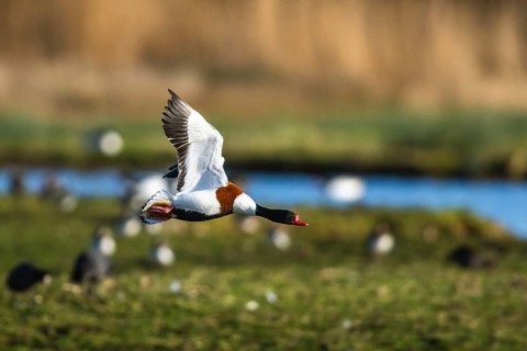 Common Shelduck, Tadorna tadorna, bird in flight over winter marshes