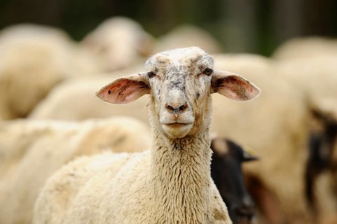 A sheep in the meadow, looking ahead. Part of a larger herd in a natural environment, domestic