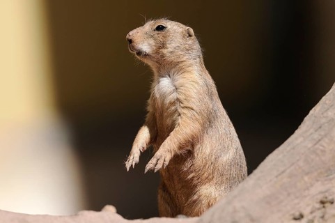 A prairie dog stands upright in the shade, alert and vigilant, black-tailed prairie dog (Cynomys