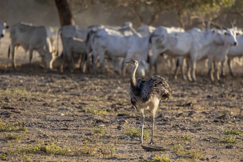 Nandu (Rhea americana), cattle farm, Pantanal, Brazil, South America