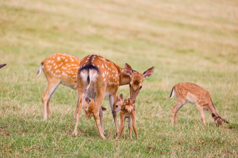 A female Dybowski deer (Cervus nippon hortulorum) grooms her fawn