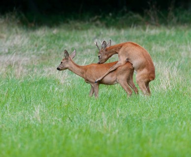 Roe deer (Capreolus capreolus), roebuck shoeing a doe in a meadow, mating, Germany, Europe
