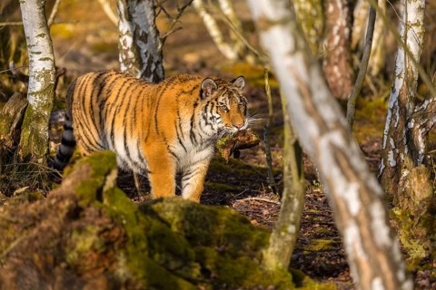 One young female Siberian Tiger, Panthera tigris altaica, playing with some rotten wood in a birch