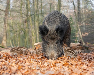 Wild boar, wild boar (Sus scrofa), a female suckling a young boar in the forest, Germany, Europe