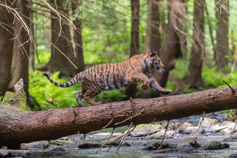 One young female Siberian Tiger, Panthera tigris altaica, crossing a creek deep in a forest over a