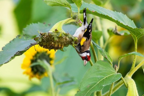 Goldfinch (Cardeulis cardeulis), adult bird feeding on ripe sunflower seed heads, Hesse, Germany,