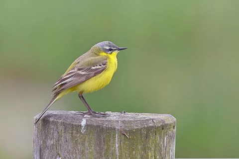 Yellow wagtail (Motacilla flava), on a pasture fence post, Dümmer, Lake Dümmer, Ochsenmoor, Hüde,