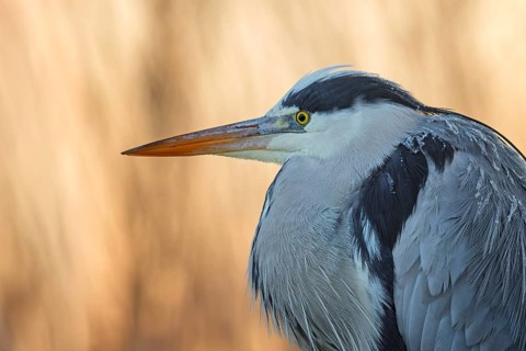 Grey heron (Ardea cinerea), heron, foraging, fish pond, oxbow lake, shallow water, sunrise, ice on