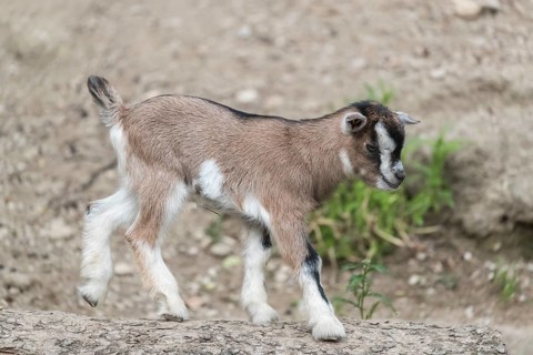 One newborn Pygmy goat, Capra hircus, walking over a log with some green grass in the background